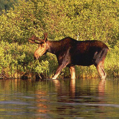 A moose wades in a Vermont river