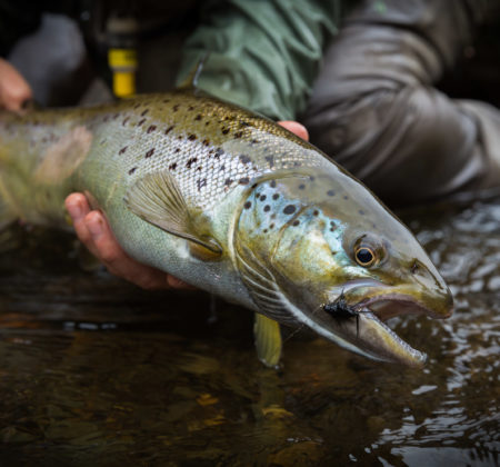 Jar Ericson fly fishing in Vermont river.  © Kurt Budliger