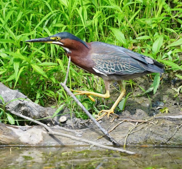 Green heron on the Poultney River