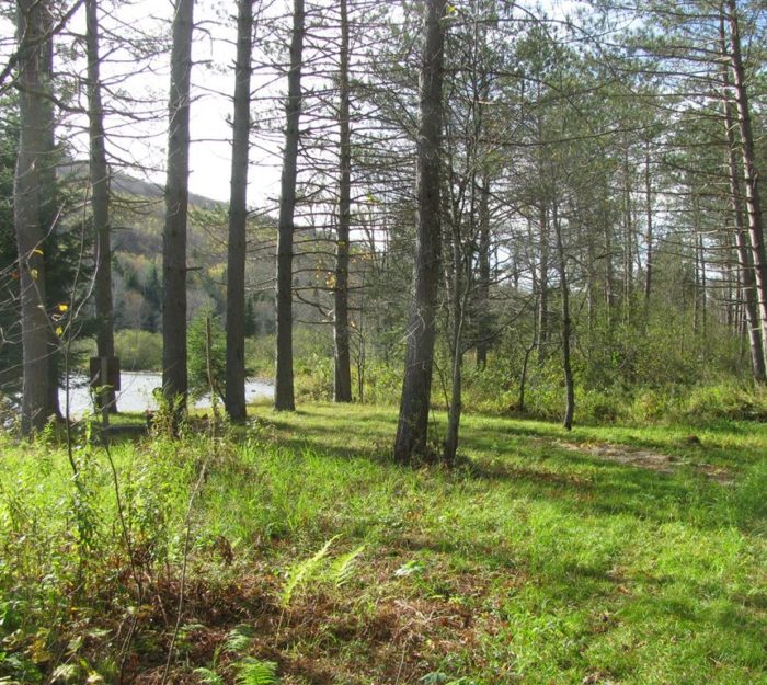Open forest at Nulhegan River paddlers' campsite.