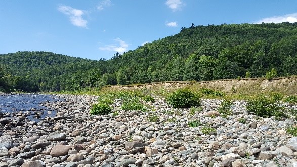 Gravel bar along conservation easement on the White River in Stockbridge, Vermont.