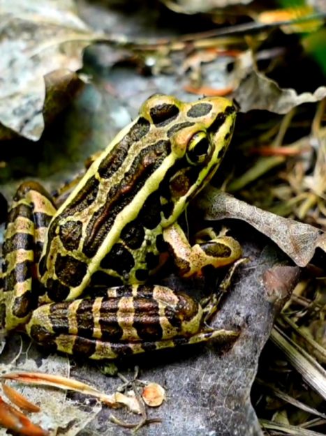 North American Leopard Frog at Berlin Pond in Vermont.