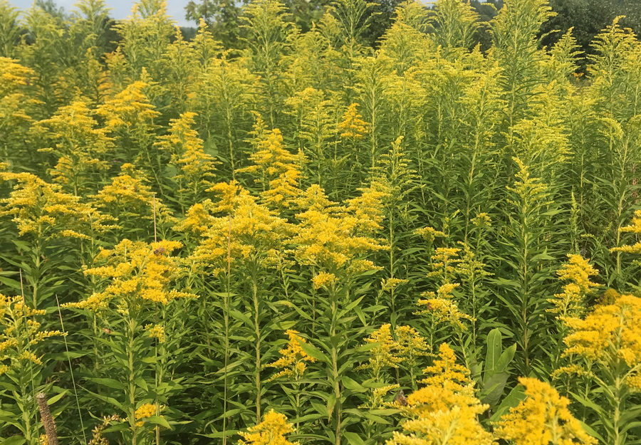 Goldenrod on Missisquoi River in Westfield, Vermont.