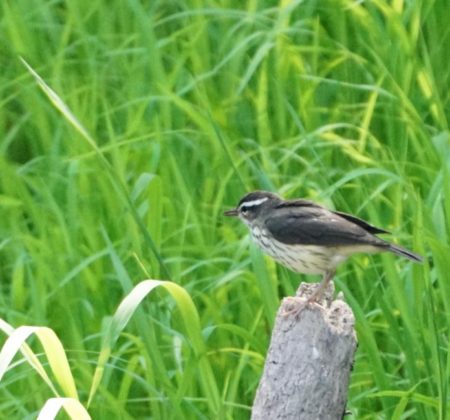 Spring songbird along the Poultney River.