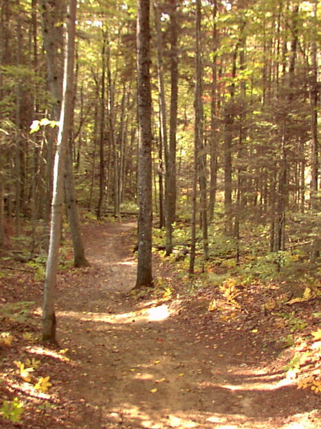 Forest walking trail at Wells River Conservation Area in Newbury, VT.
