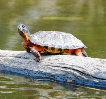 Wood turtle lounging on a log in the sun.