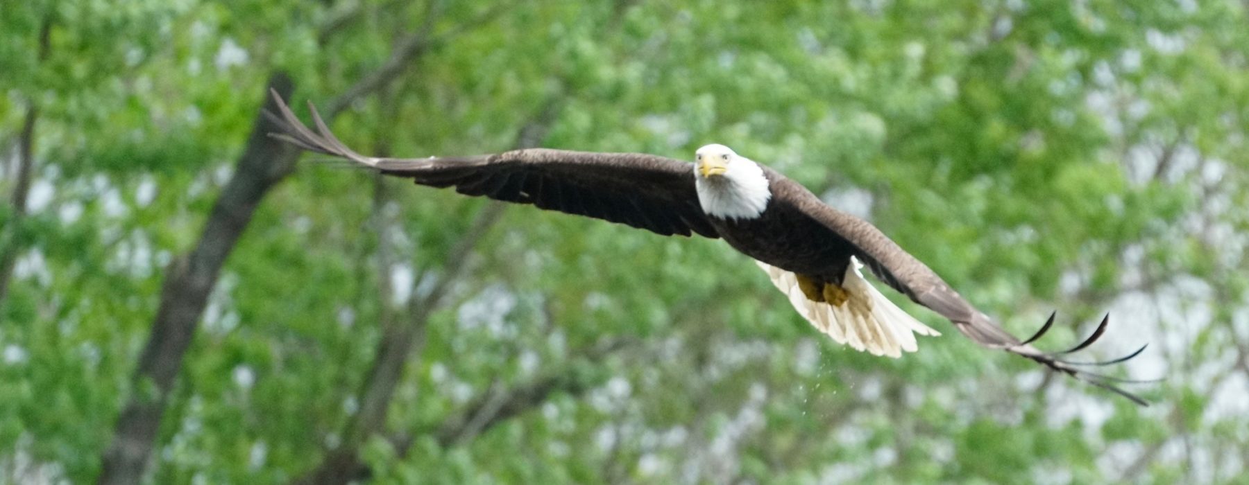 Bald eagle soaring over a Vermont river.
