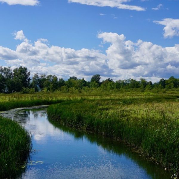 Curious about lands that aren't rivers that we have protected? Wetlands are vital in filtering water and providing habitat. Find out more in this blog post. 