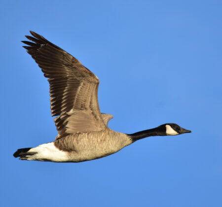  One species to look for this time of year is the Canada Goose, who lay their eggs between April and May and often nest along the river banks.