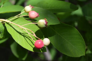 Shadbush berries. (Photo credit: Sesamehoneytart via Wikimedia Commons.)