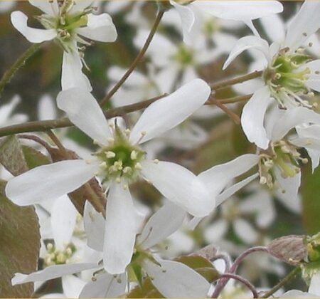 Keep your eyes out for the white clouds of Shadbush blossoms along the rivers and roadsides this spring!