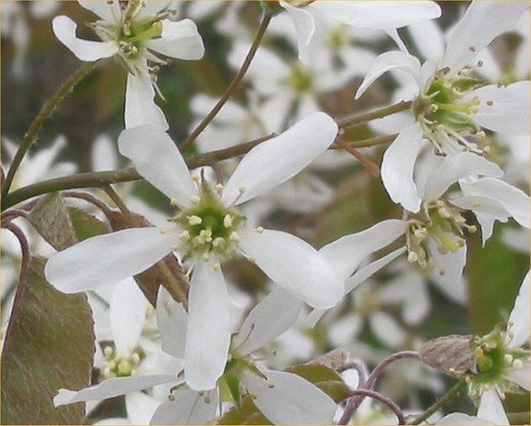 Shadbush white flower blossoms. (Photo credit: Rasbak CC via Wikimedia Commons)