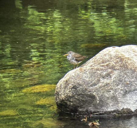 Enjoying a perch on a rock at Green River Meadows in Guilford, VT
