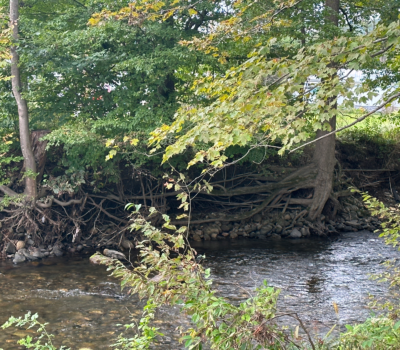 Whetstone Brook streambank erosion.
