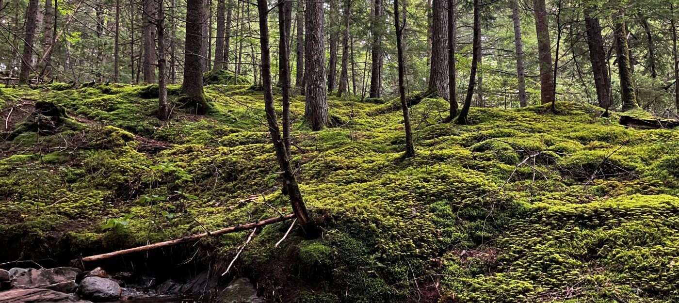 Mossy old growth forest at the headwaters of the Lamoille river