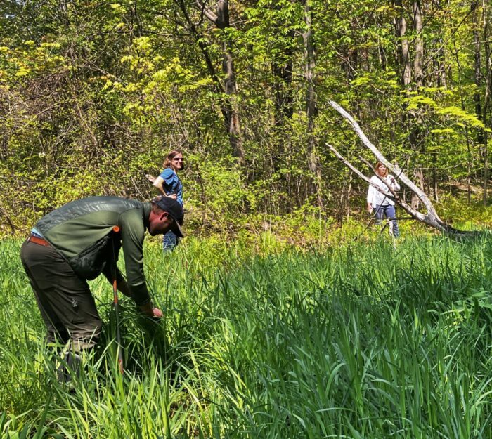 Citizen scientists explore the small wetland at the 250 Birge St. restoration site in Brattleboro.