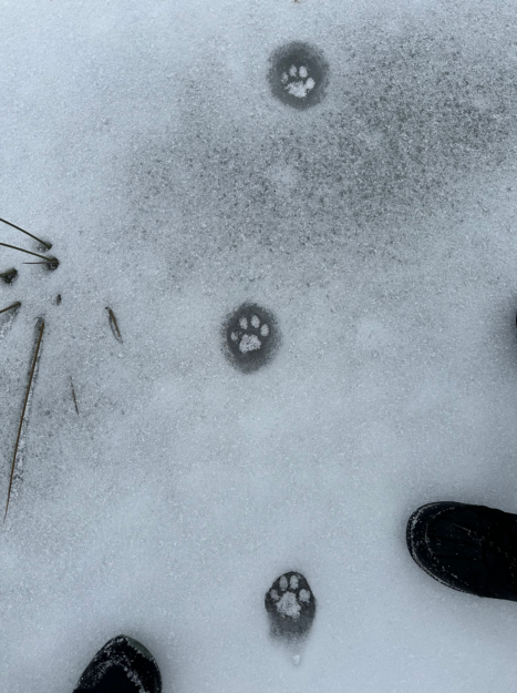 Bobcat tracks in the ice. 