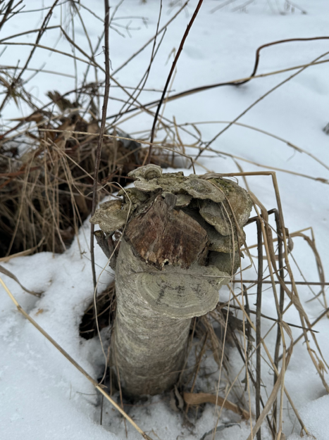Old beaver-sawed tree with shelf mushrooms growing on it.