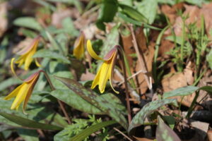 Trout Lily acquired from iNaturalist, photo credit to user: Dominic