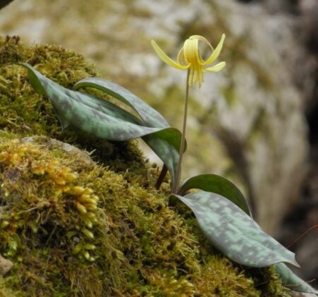 Trout Lily (iNaturalist user Michael J. Papay)