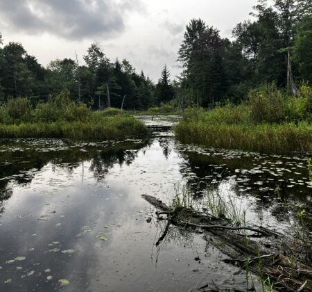 Beaver wetlands at the soon-to-be conserved Old Oaks Headwaters Preserve in Marlboro, Vermont.