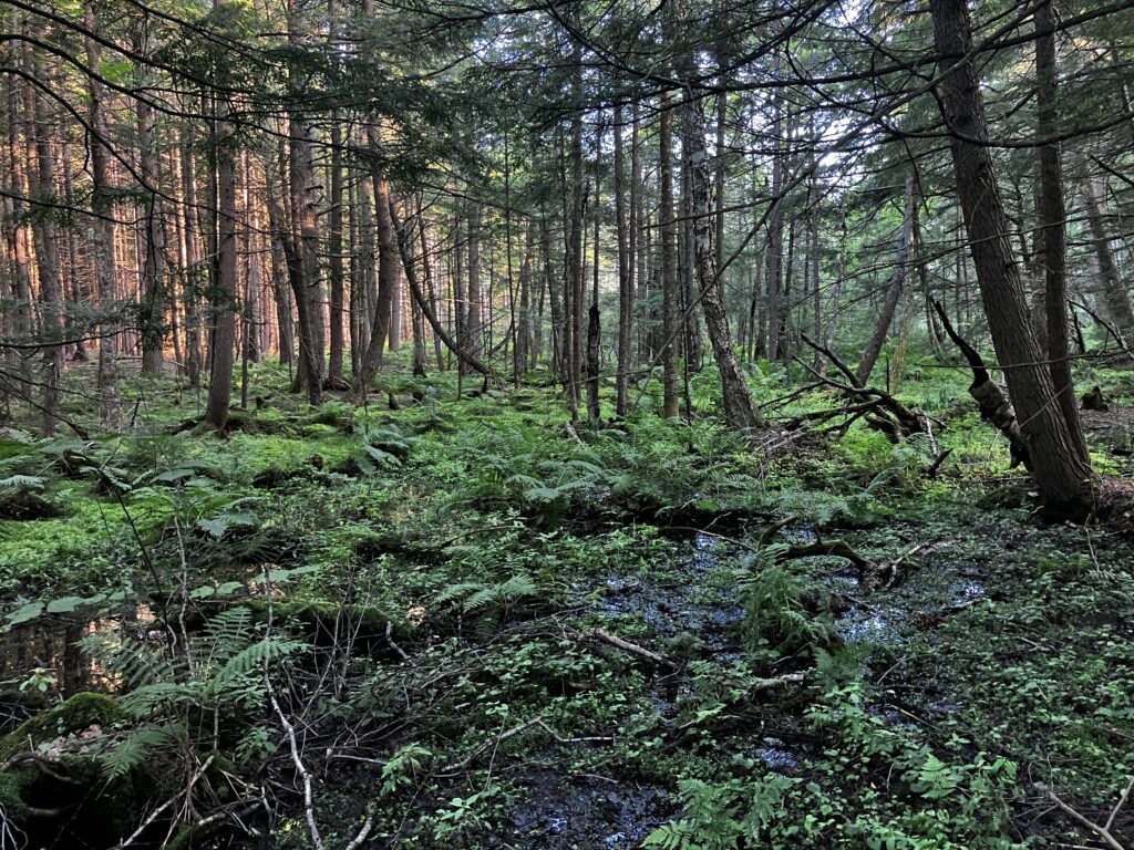 A wetland forest with trees and lots of ferns