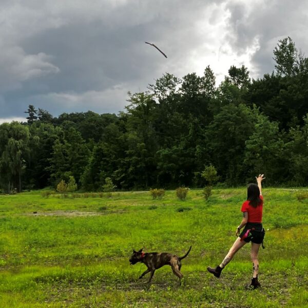 Person throwing stick to their dog